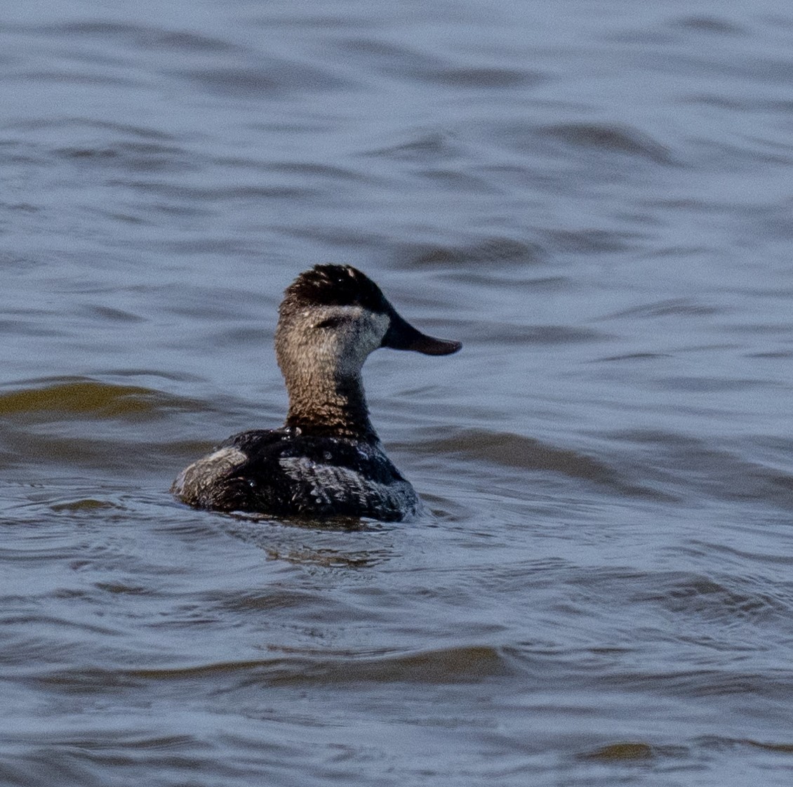 Ruddy Duck - ML520826901