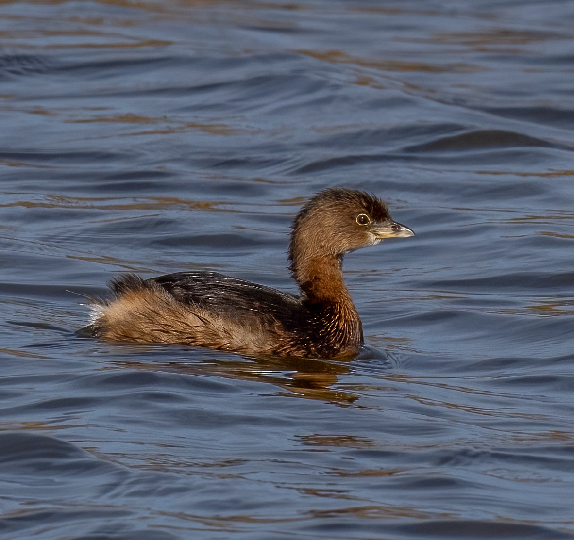 Pied-billed Grebe - ML520826951