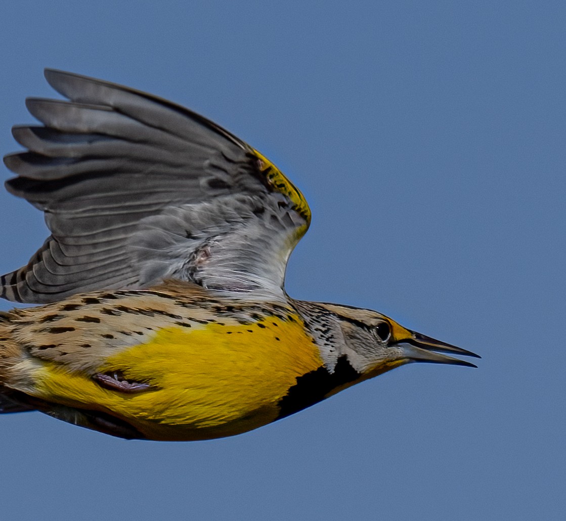 Eastern Meadowlark - ML520827451