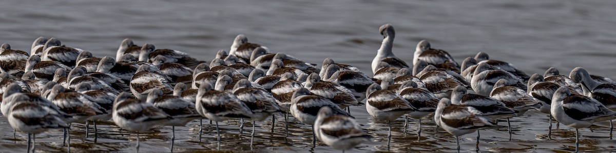 American Avocet - ML520827881