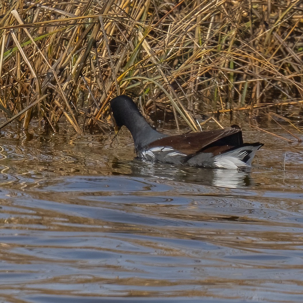 Common Gallinule - ML520828041