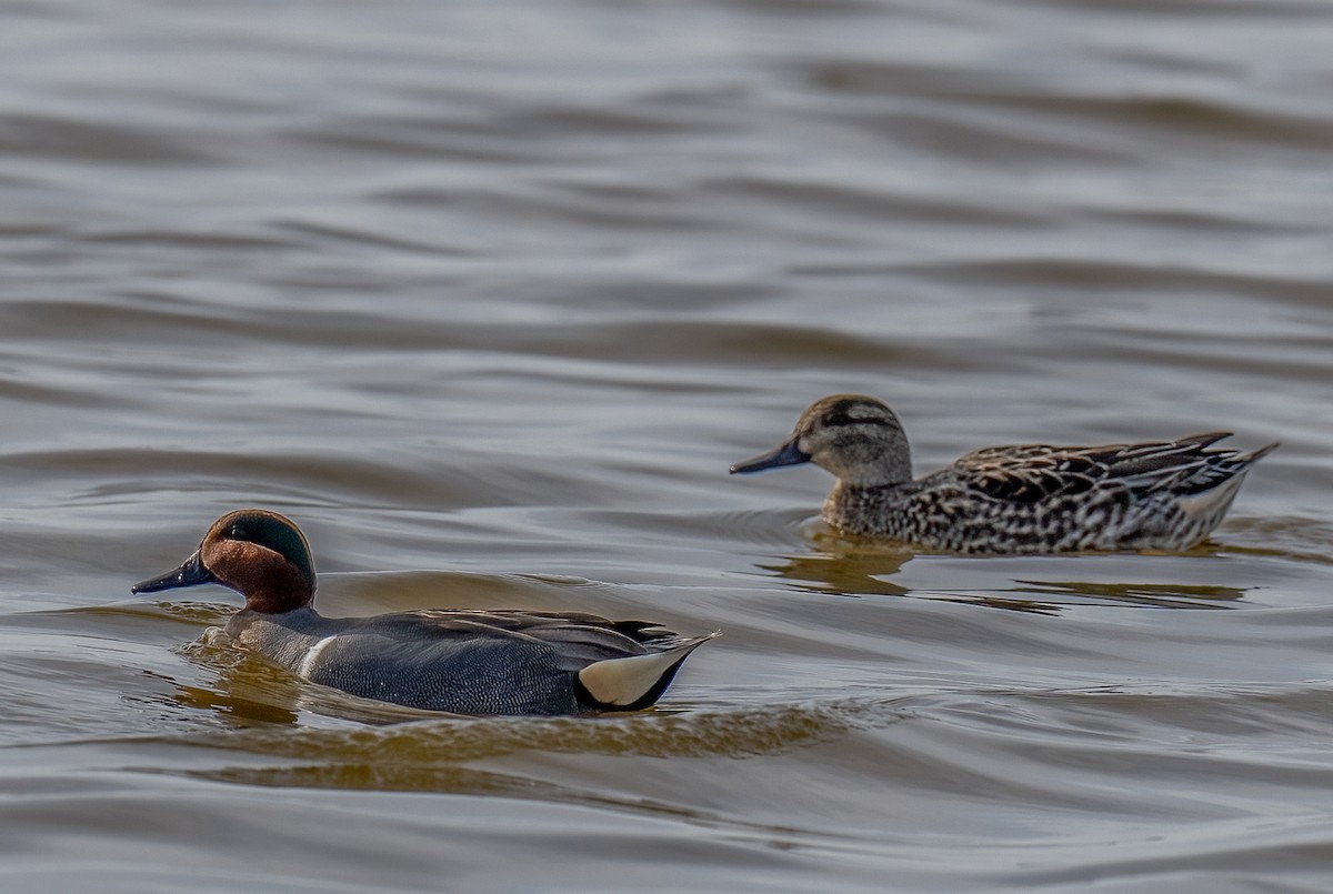 Green-winged Teal - ML520828401