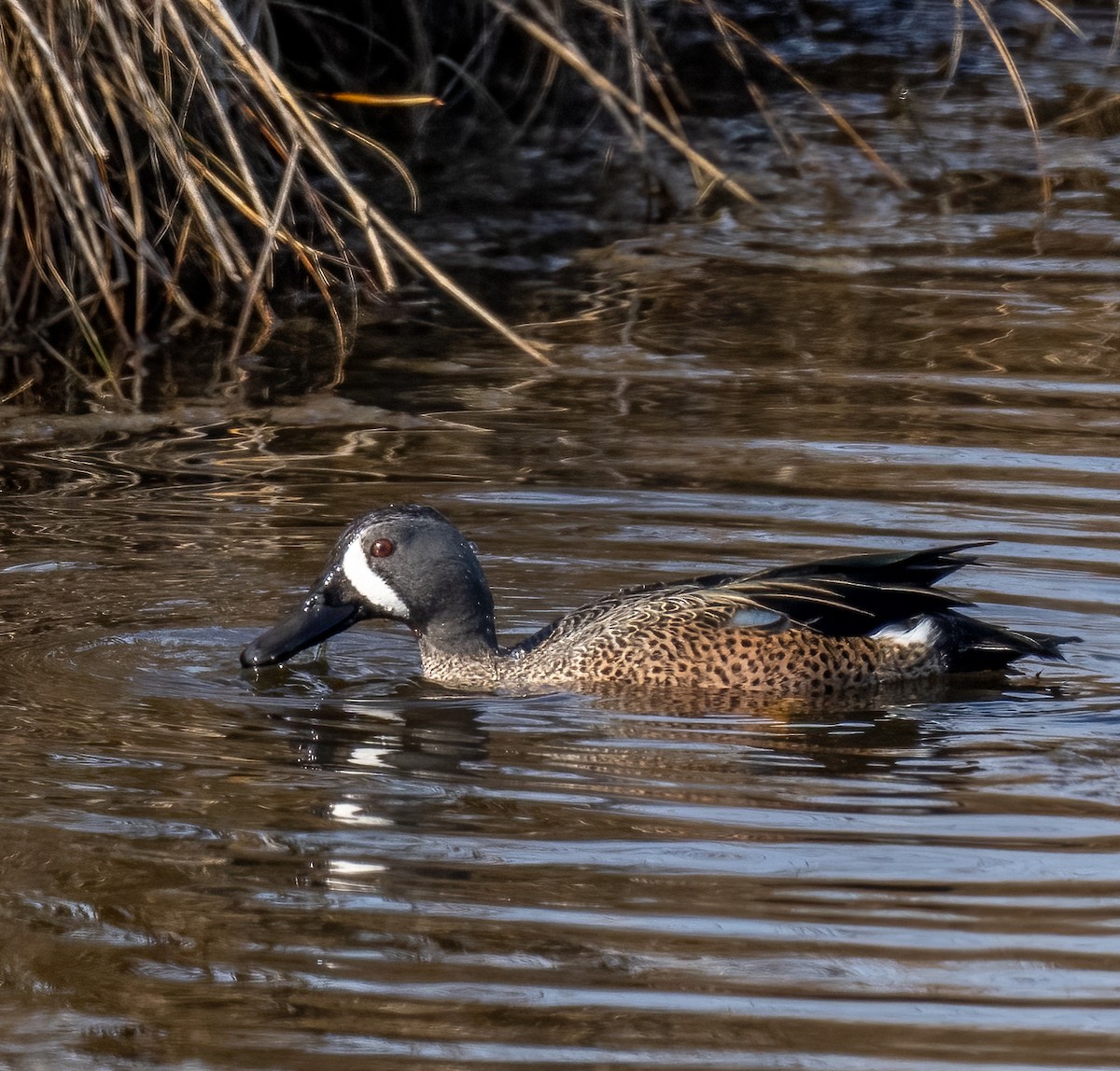 Blue-winged Teal - ML520829071