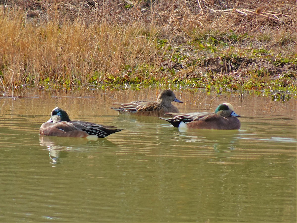 American Wigeon - ML520829351