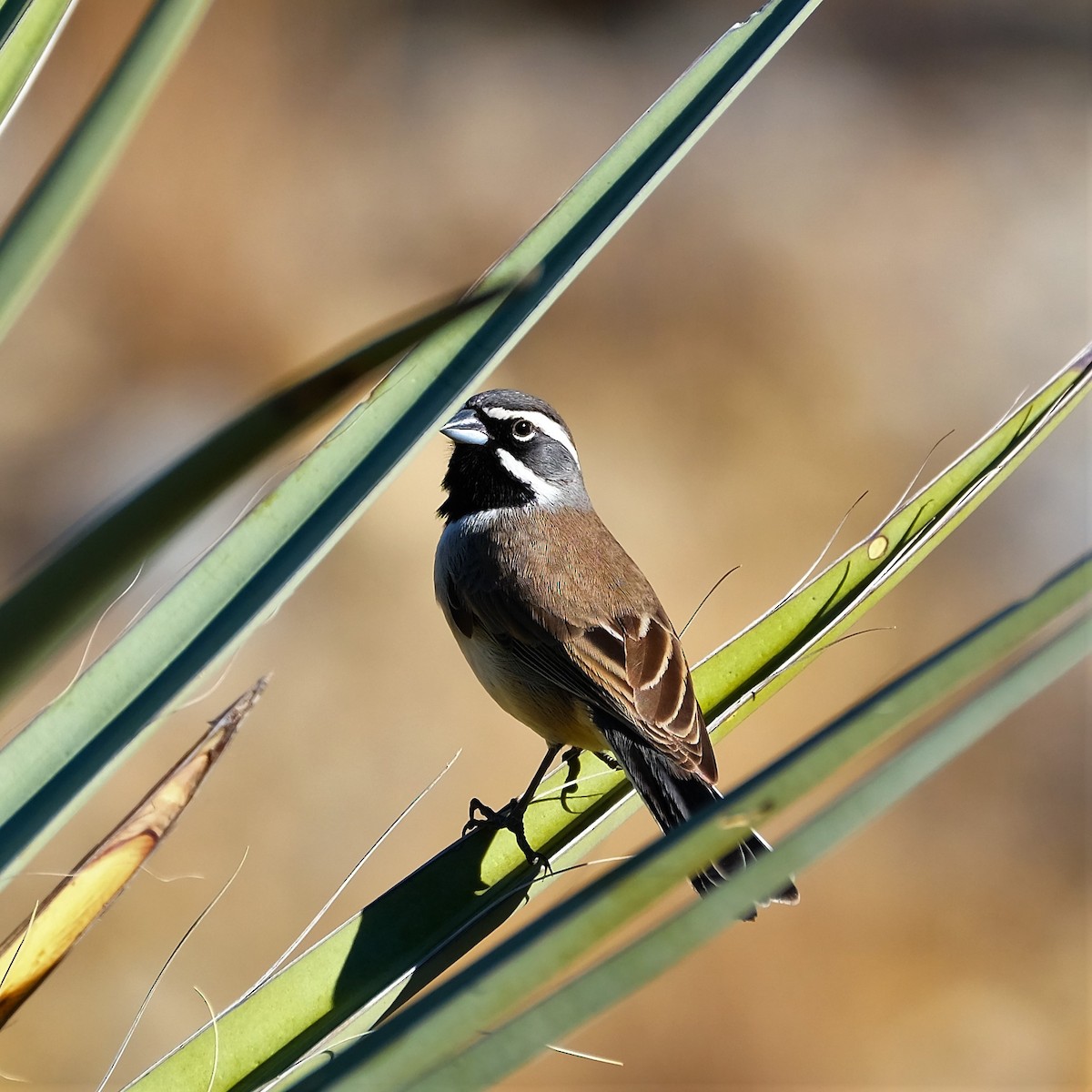 Black-throated Sparrow - Andrew Dressel