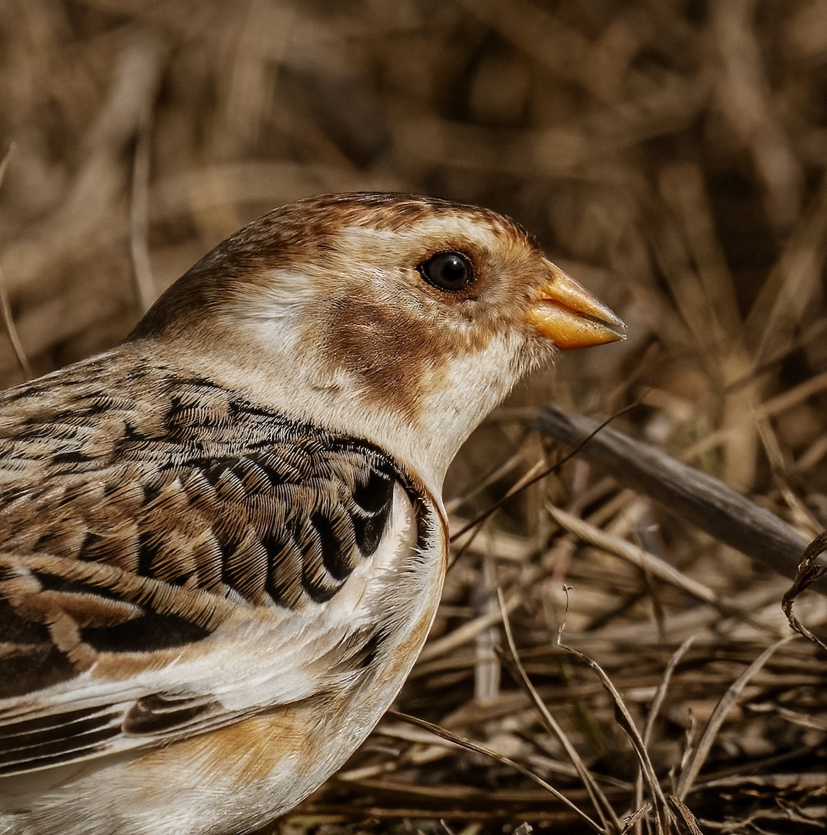 Snow Bunting - ML520830011
