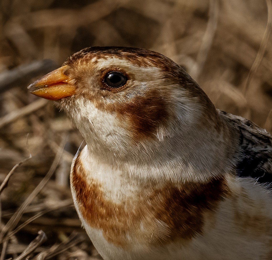 Snow Bunting - ML520830021