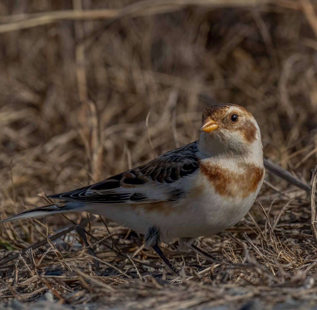 Snow Bunting - ML520830031