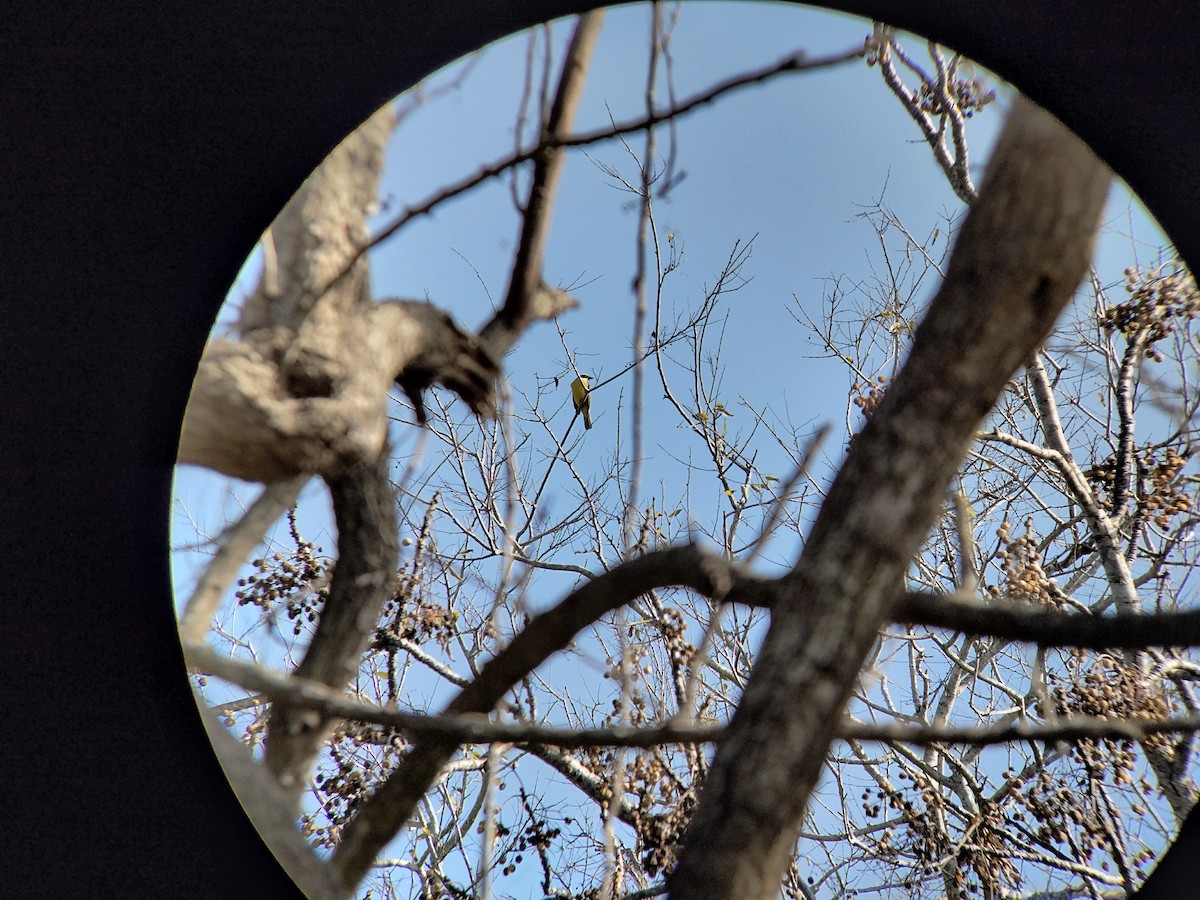 Social Flycatcher - ML520830161