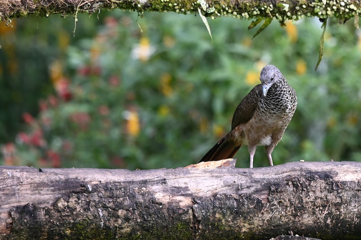 Colombian Chachalaca - Marie O'Neill