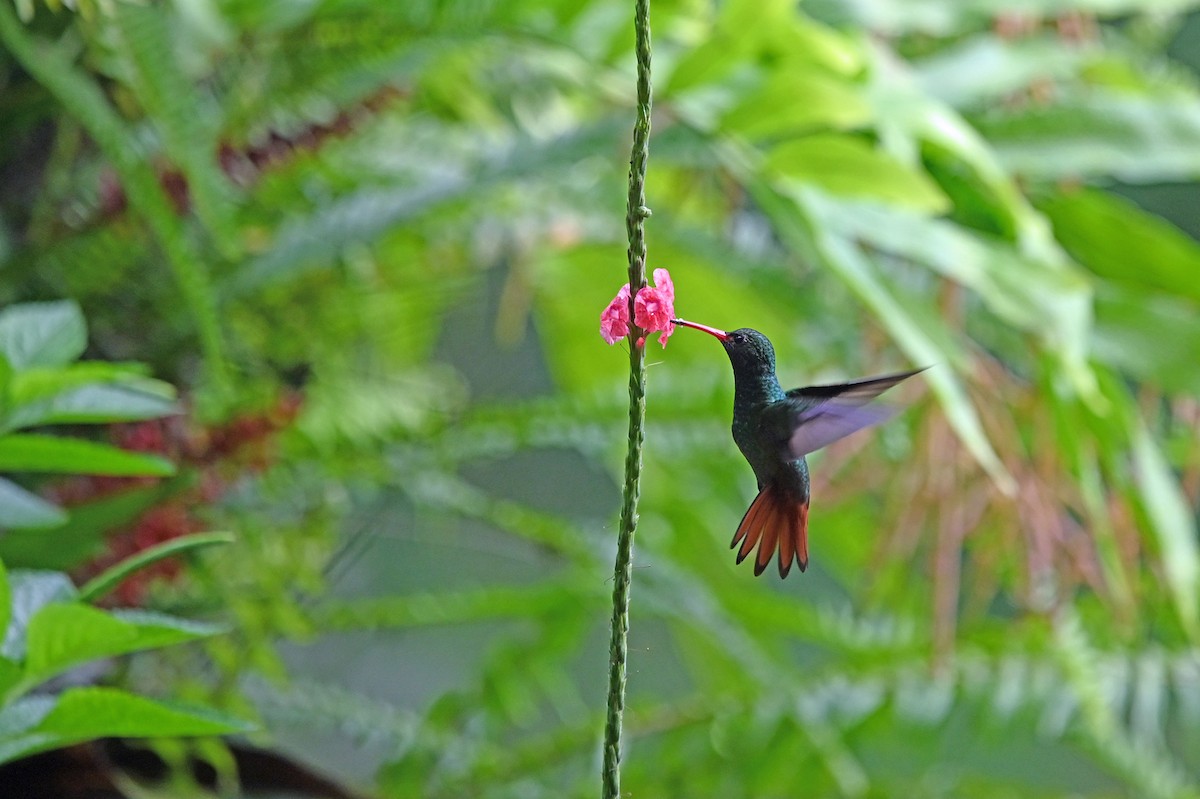 Rufous-tailed Hummingbird - Marie O'Neill