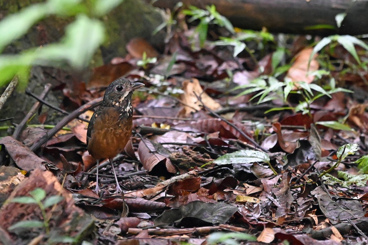 Scaled Antpitta - Marie O'Neill