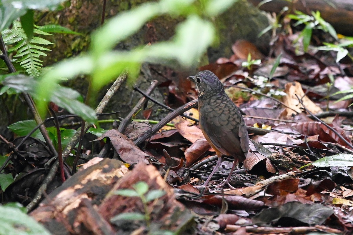 Scaled Antpitta - Marie O'Neill