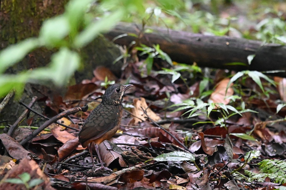 Scaled Antpitta - ML520831661