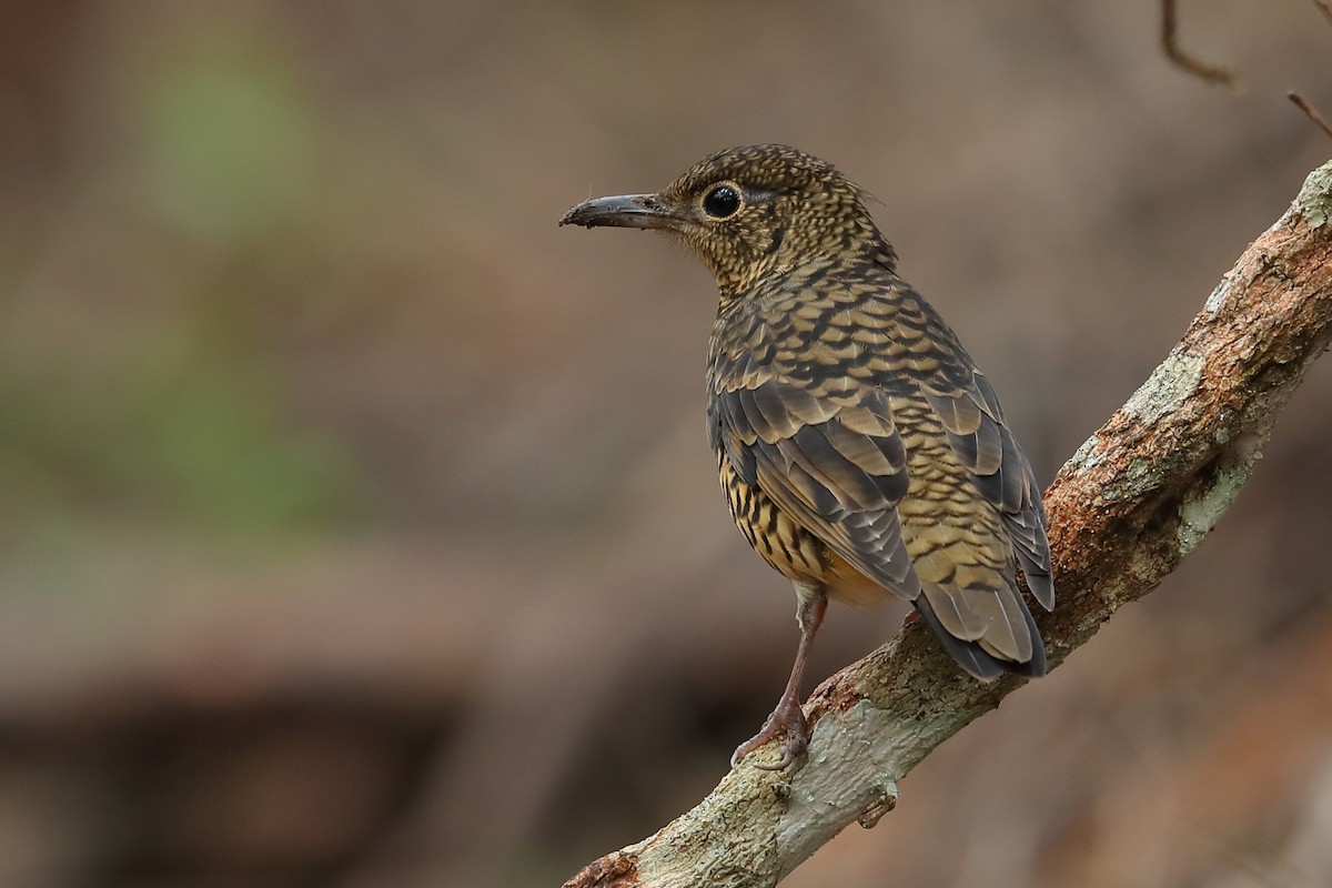 Sri Lanka Thrush - Gehan Rajeev