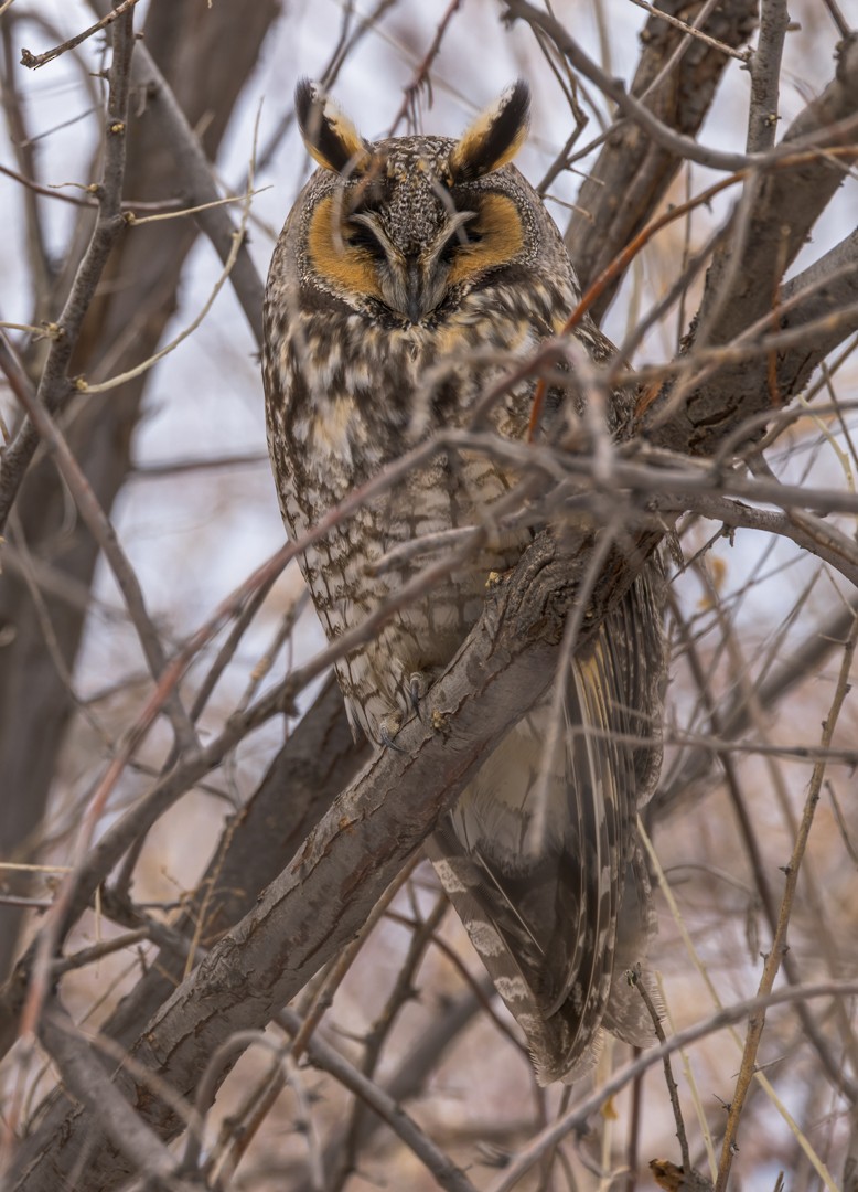 Long-eared Owl - Michael Millner