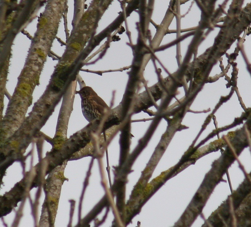 Song Thrush - ML52083341