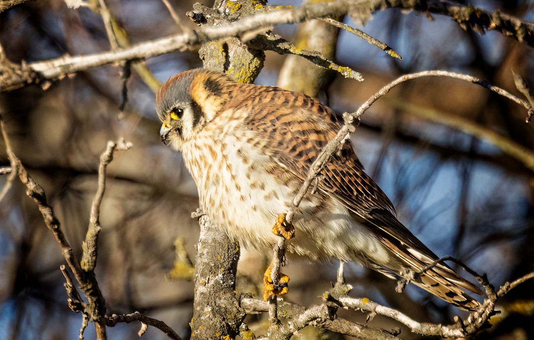 American Kestrel - ML520834051