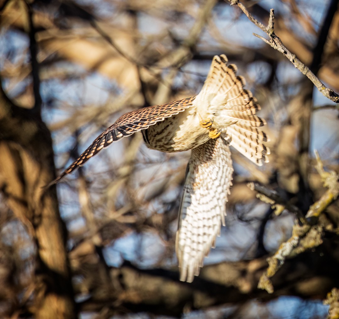 American Kestrel - ML520834071