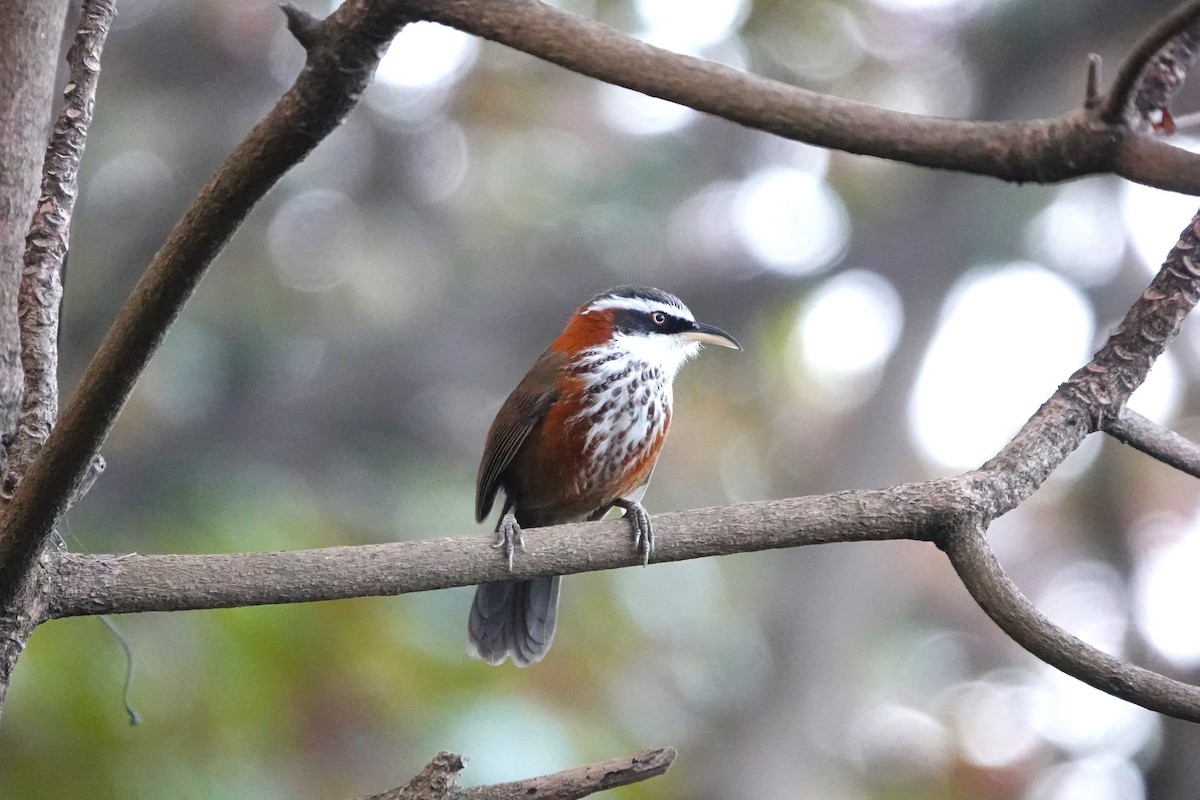 Taiwan Scimitar-Babbler - ML520834181