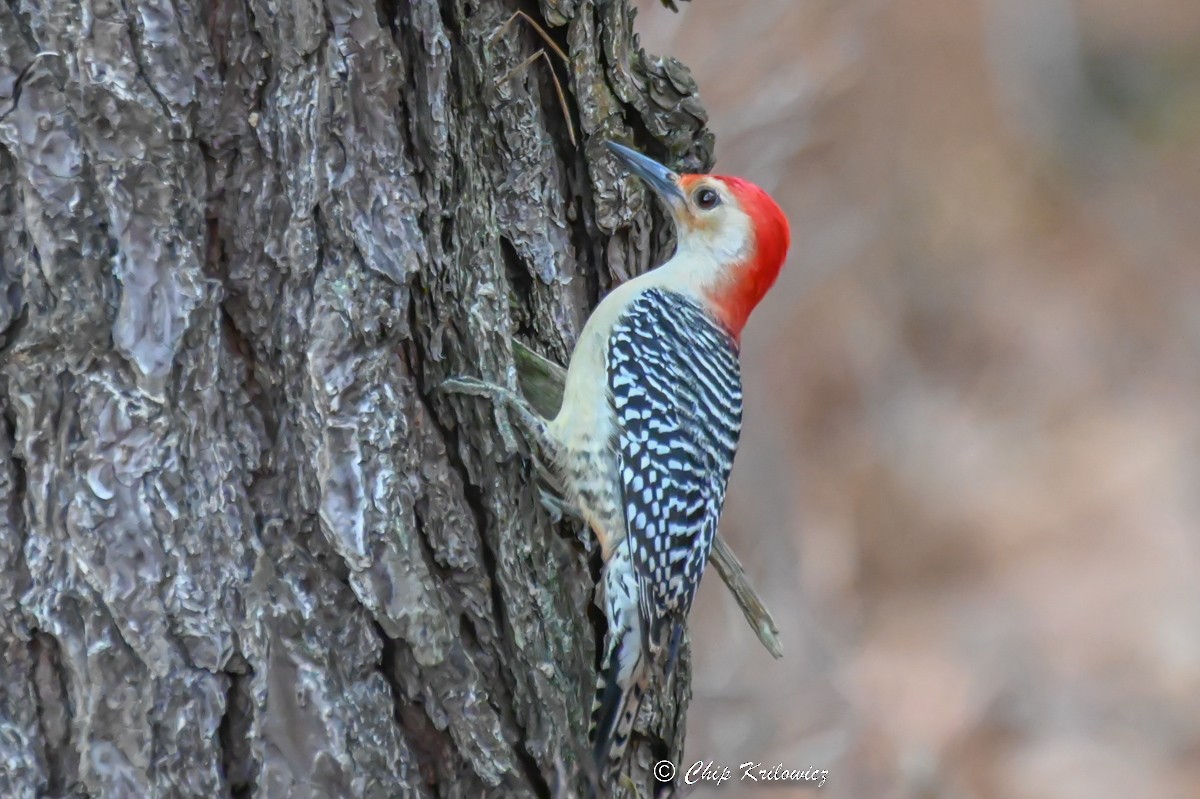 Red-bellied Woodpecker - ML520835201