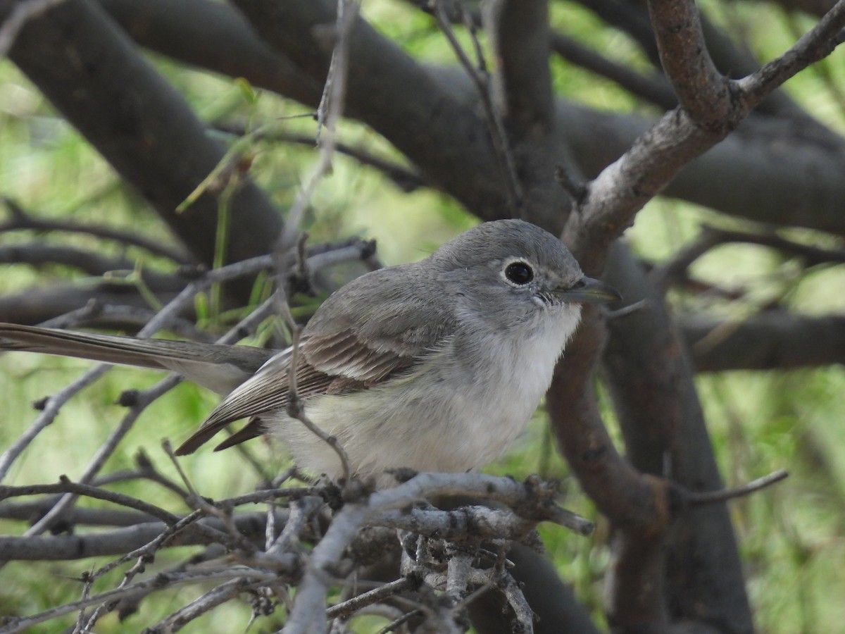 Gray Vireo - ML520835311