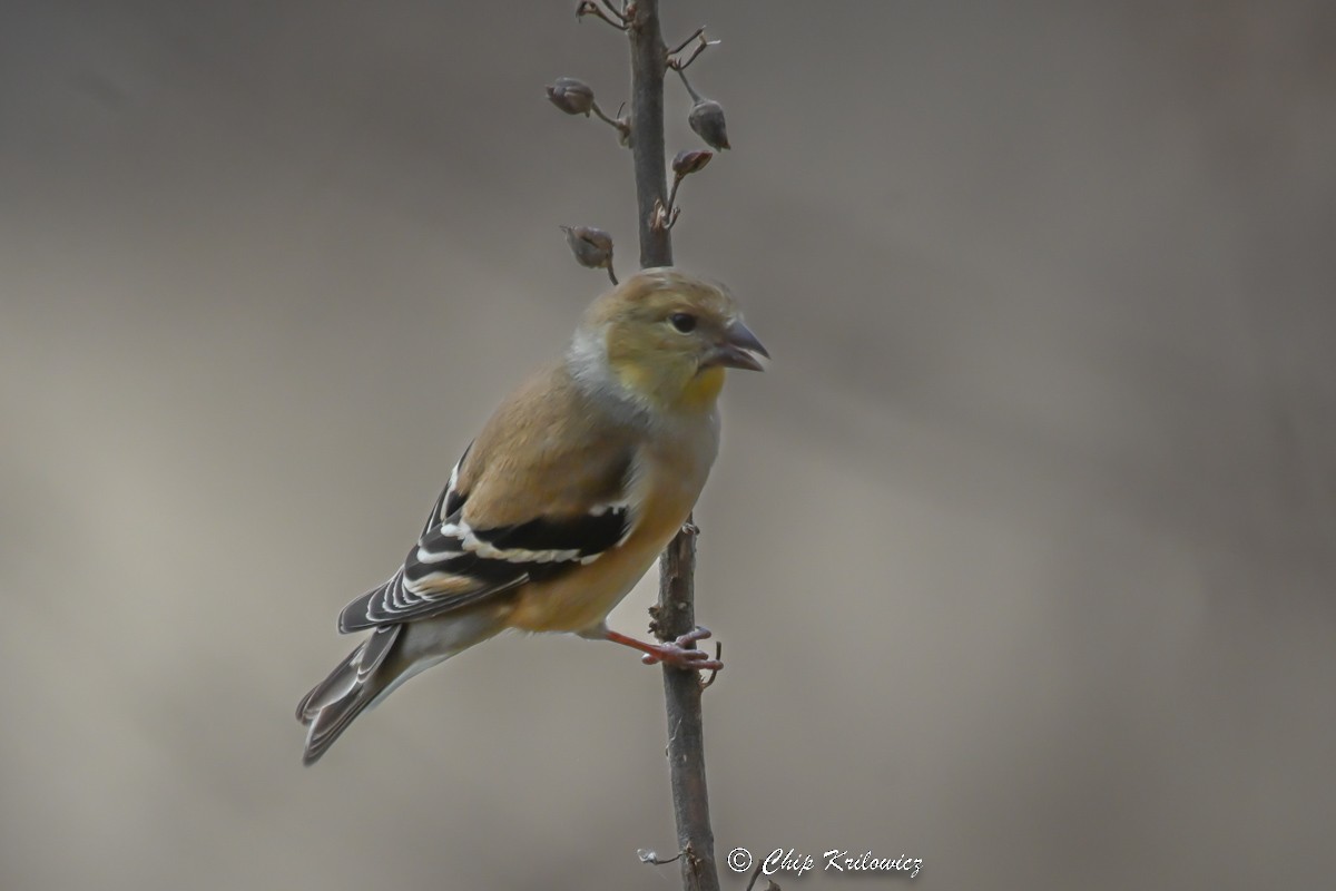 American Goldfinch - Chip Krilowicz