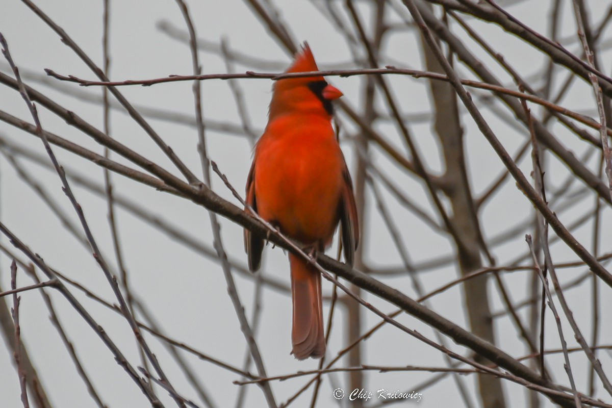 Northern Cardinal - ML520835521