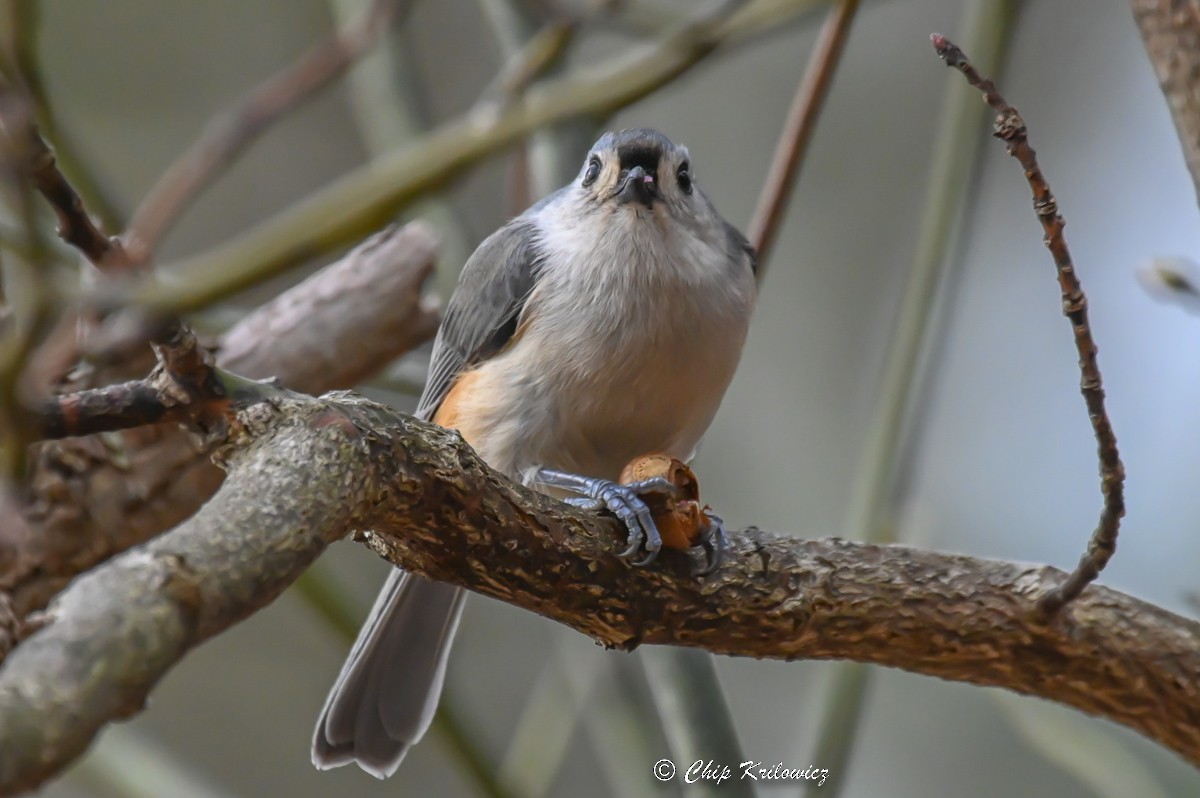 Tufted Titmouse - ML520835741