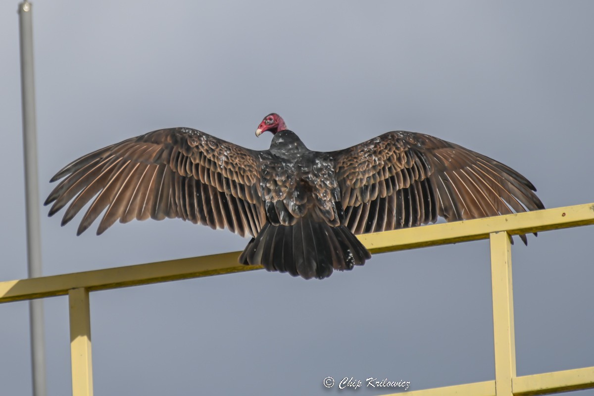 Turkey Vulture - ML520835801