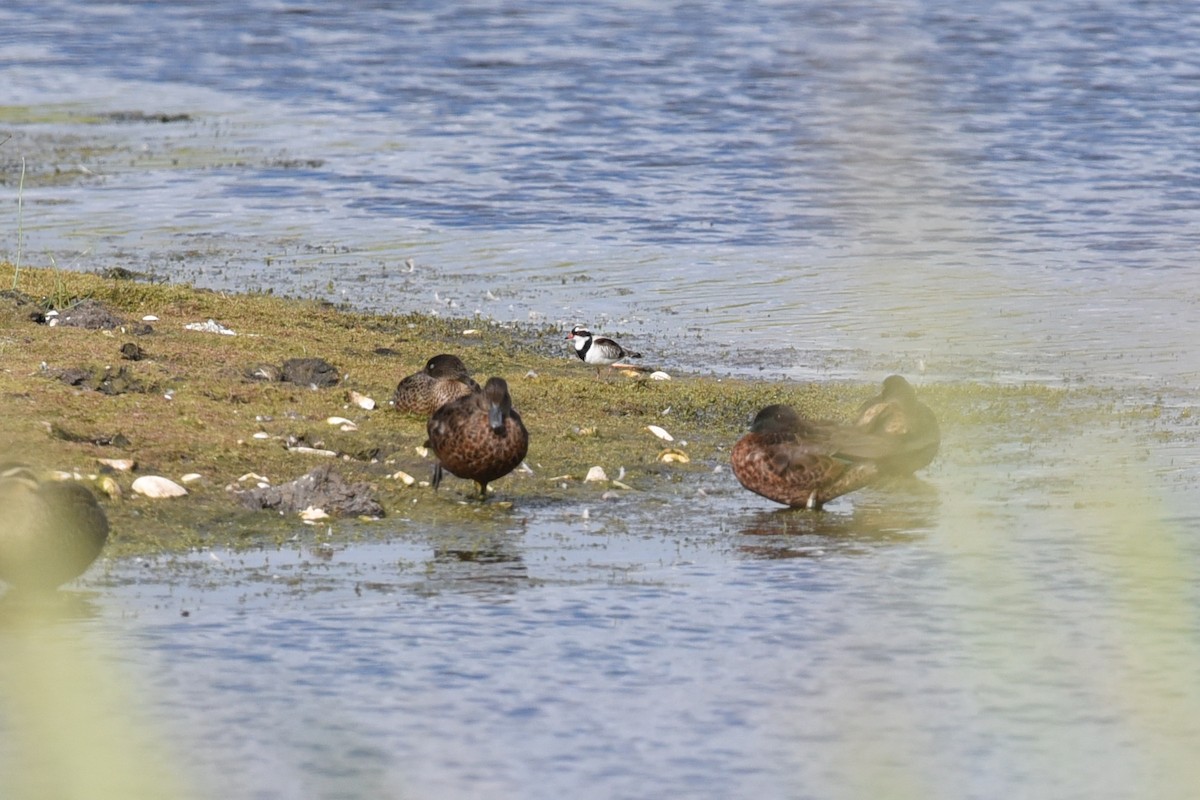 Black-fronted Dotterel - ML520836931