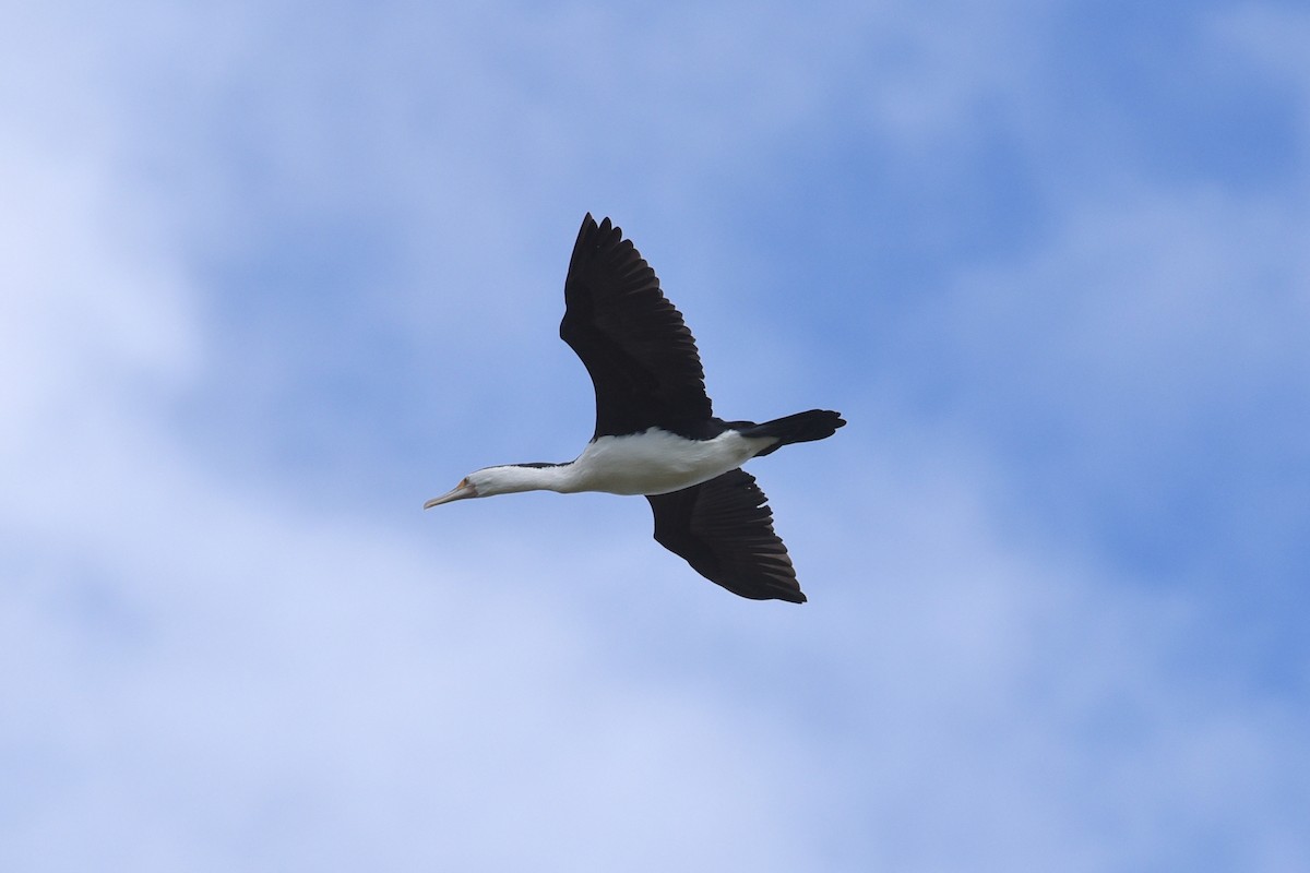 Pied Cormorant - ML520837051