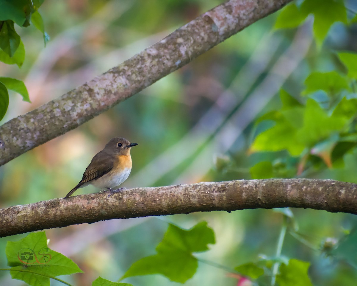 Blue-throated Flycatcher - ML520837881