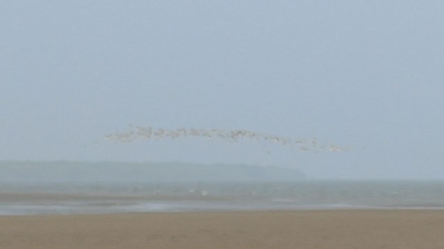 Indian Skimmer - ML520838391