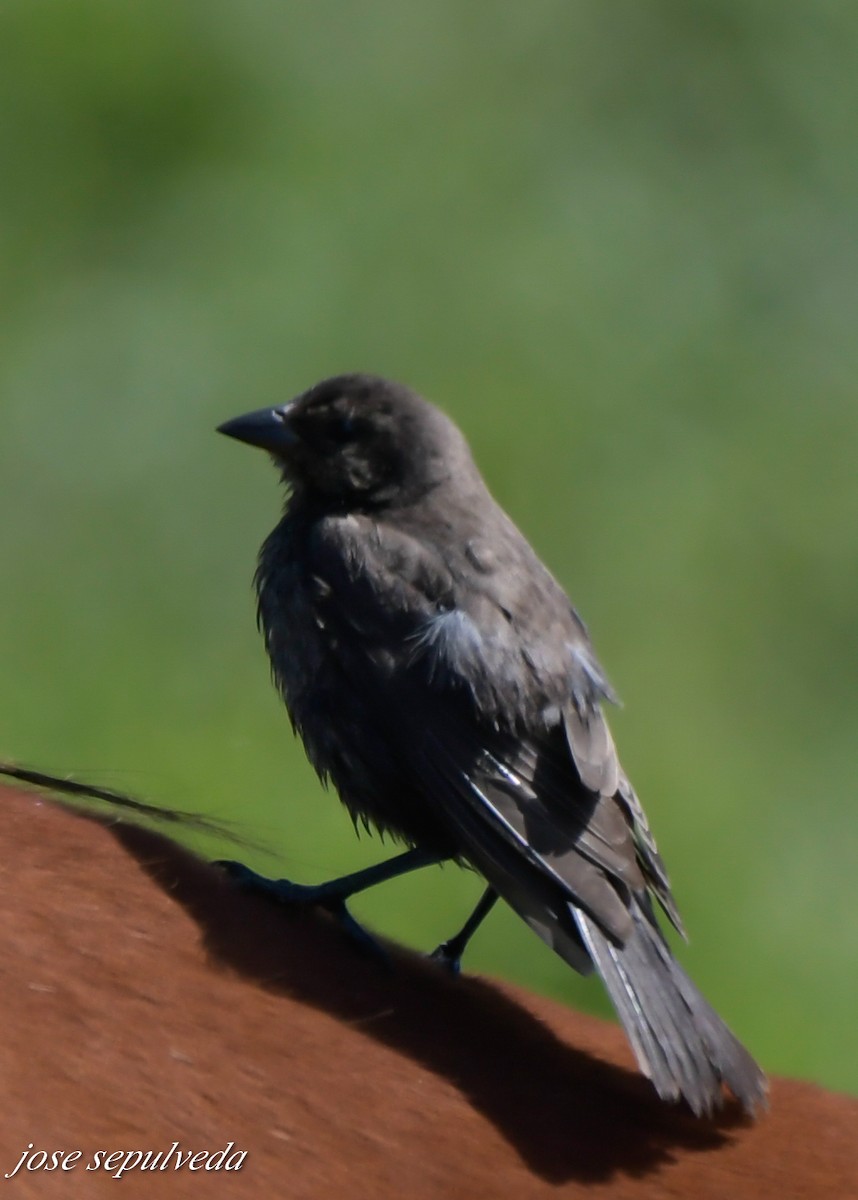 Shiny Cowbird - José Sepúlveda