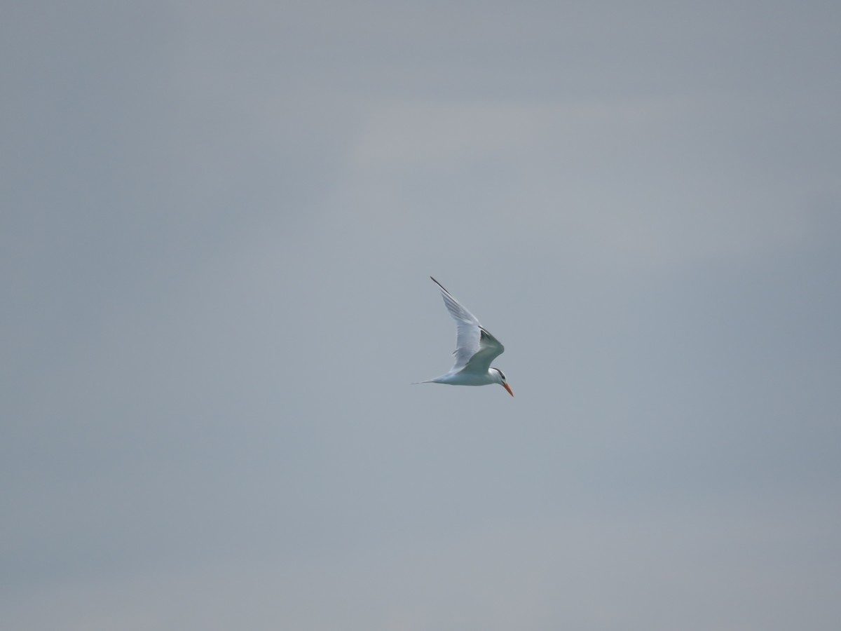 Royal Tern - Julián Rodríguez