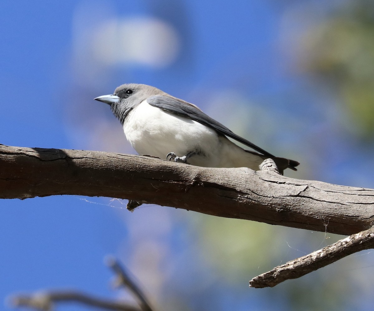 White-breasted Woodswallow - Donna Nagiello