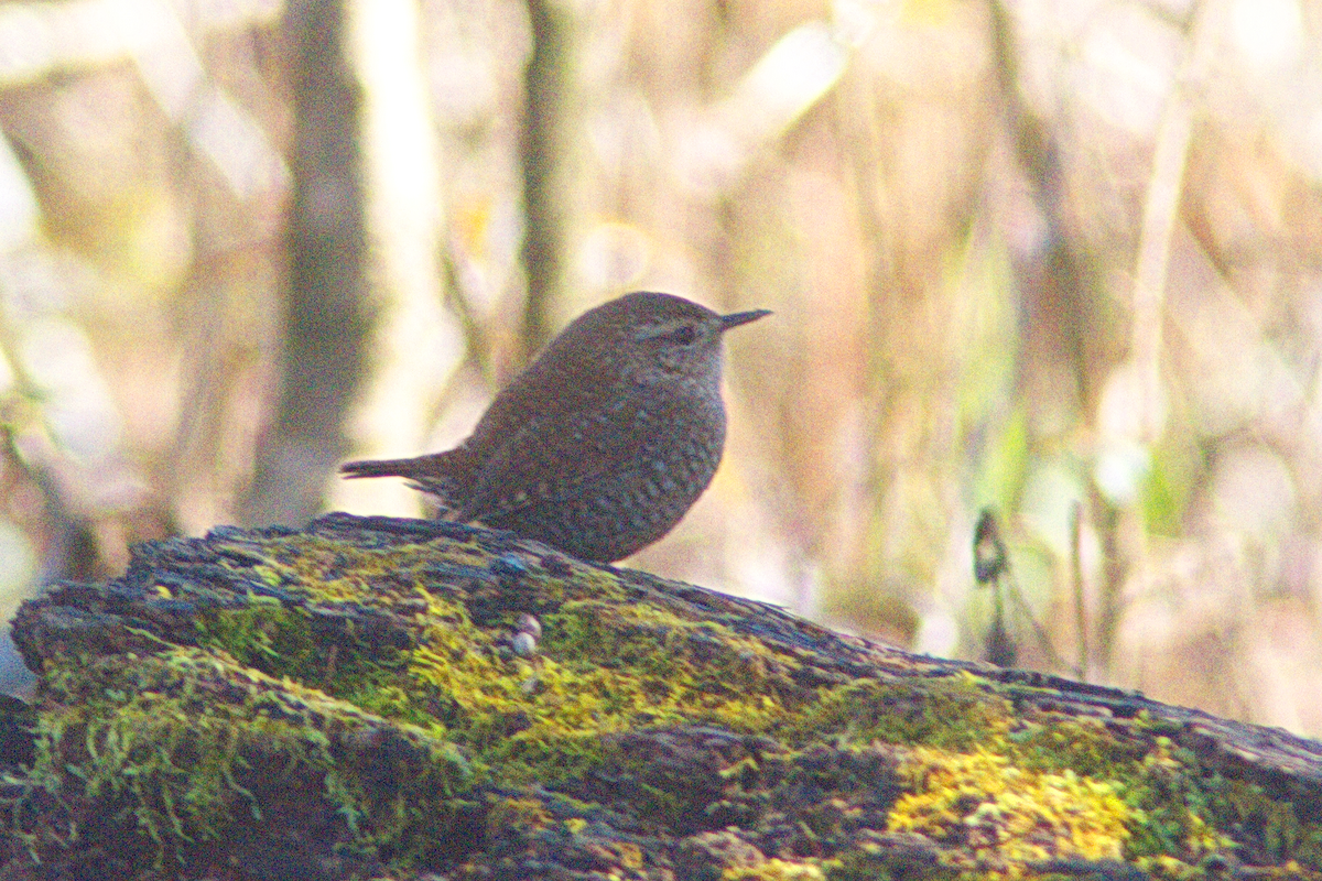 Winter Wren - ML520841681