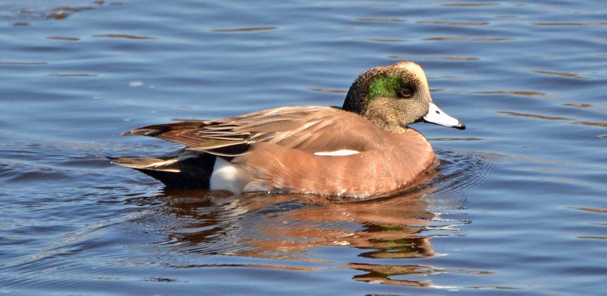 American Wigeon - Michael J Good