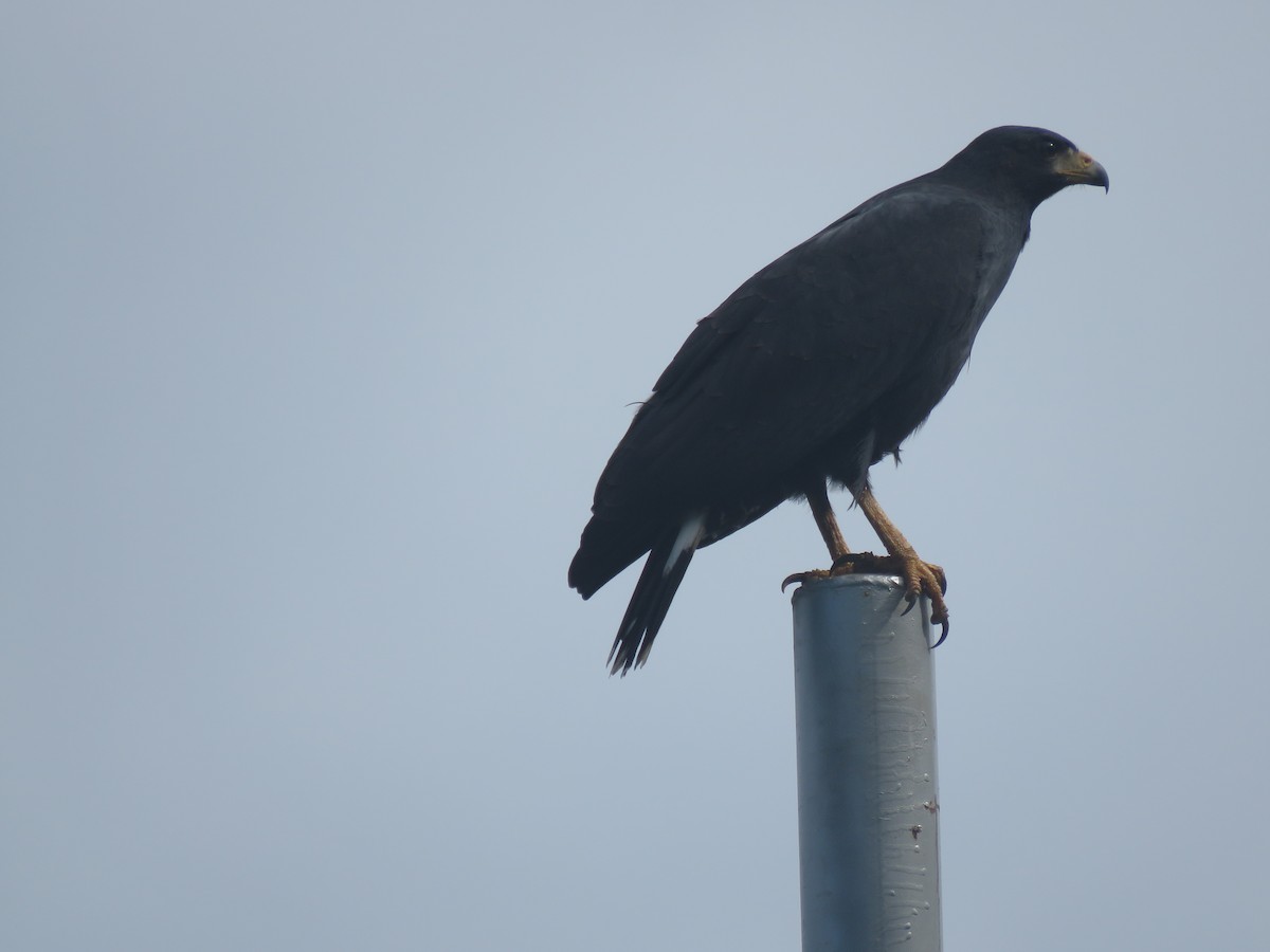 Common Black Hawk - ML520842411