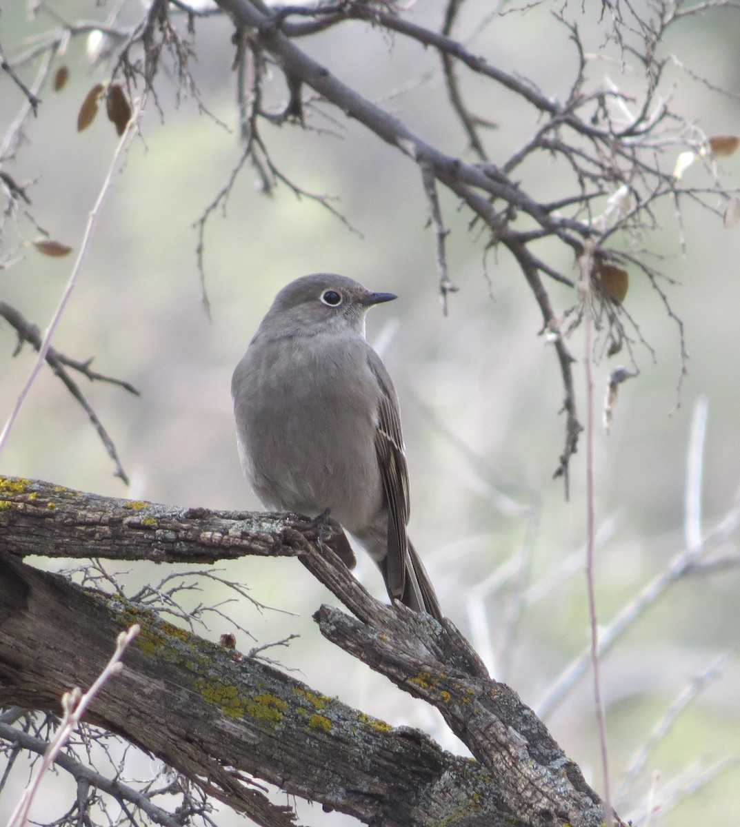 Townsend's Solitaire - ML520843141
