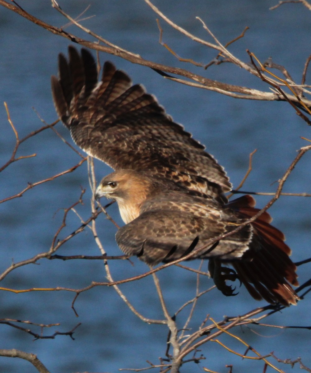 Red-tailed Hawk - ML520843621