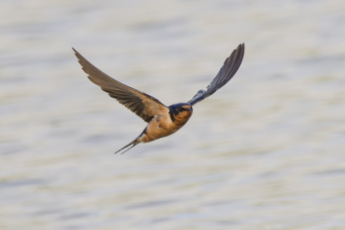 Barn Swallow - ML520844641