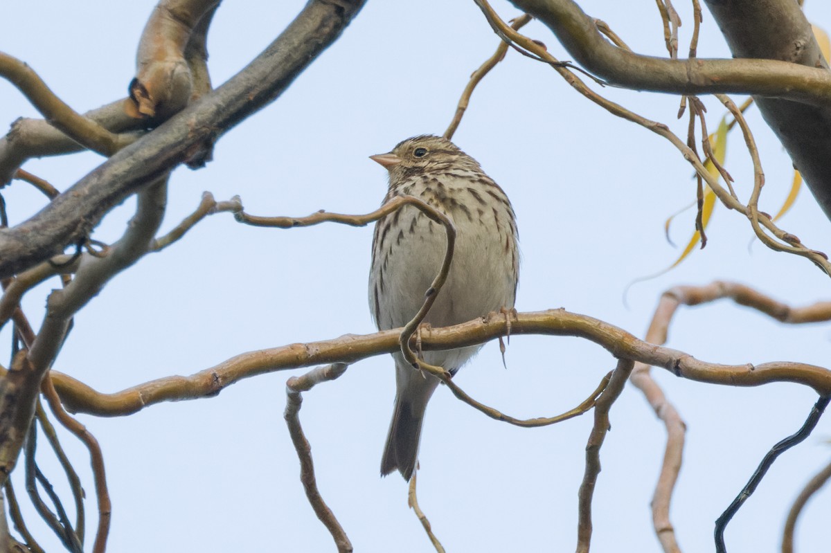 Savannah Sparrow - ML520844881