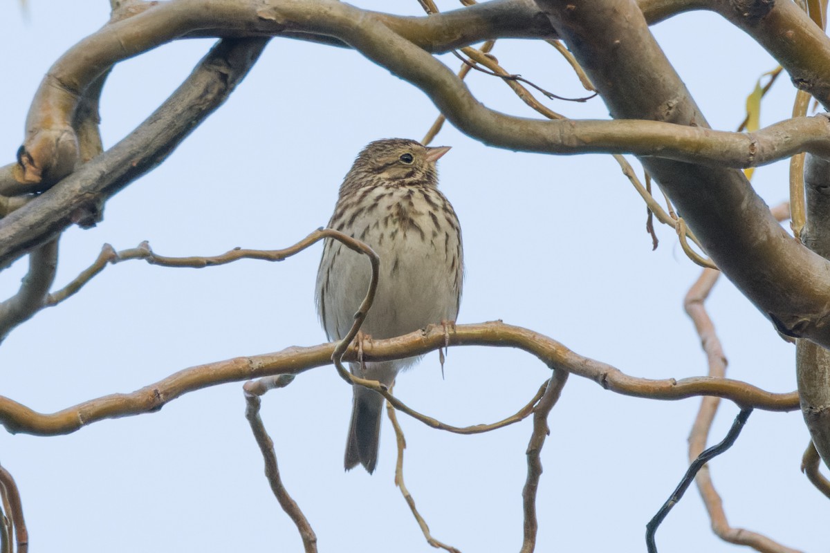 Savannah Sparrow - ML520844921