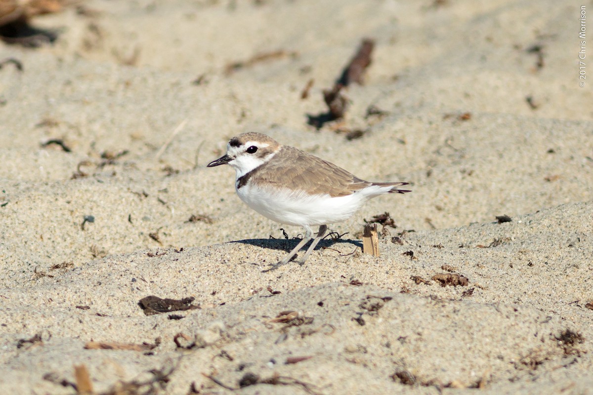 Snowy Plover - ML52084531