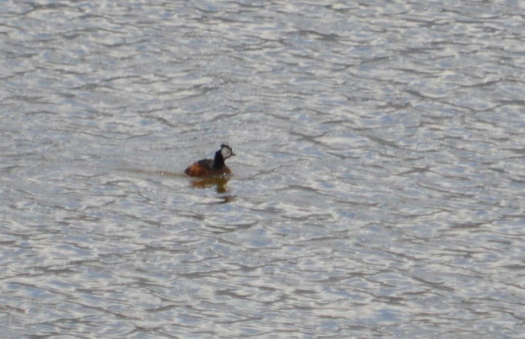 White-tufted Grebe - ML520846391