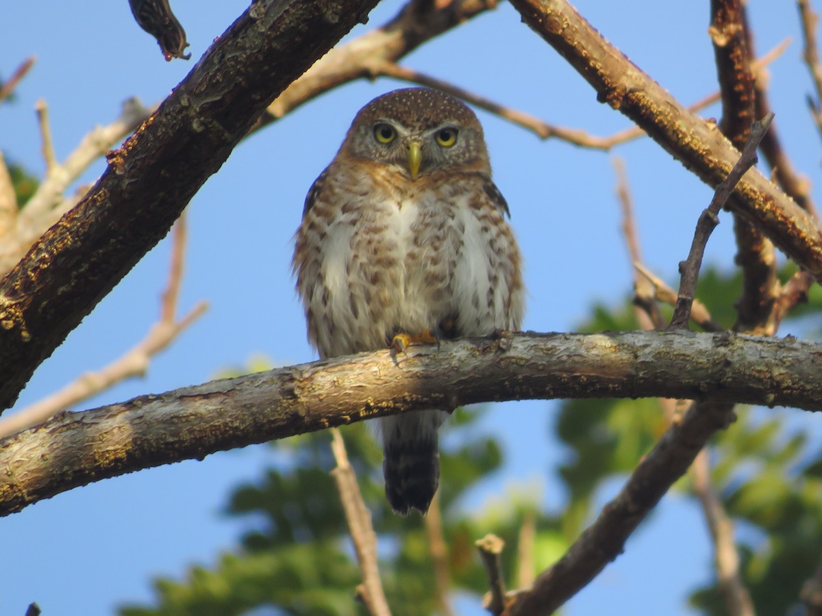 Cuban Pygmy-Owl - ML520847051