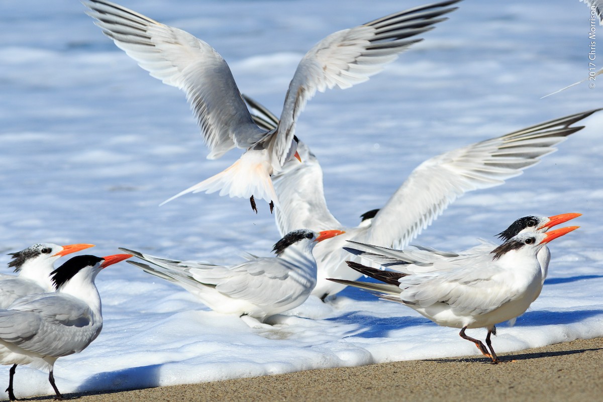 Royal Tern - ML52084761