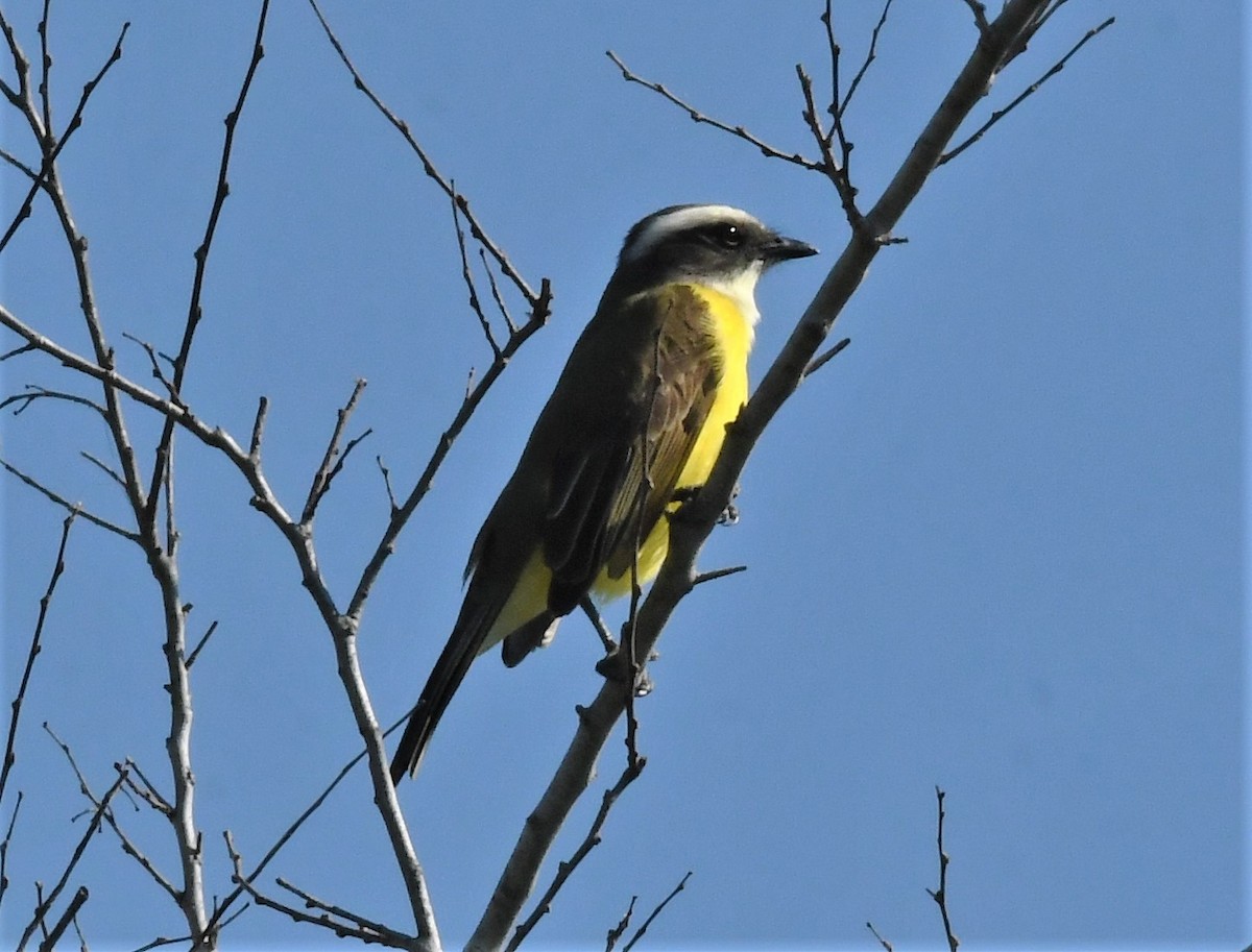 Social Flycatcher - ML520847671
